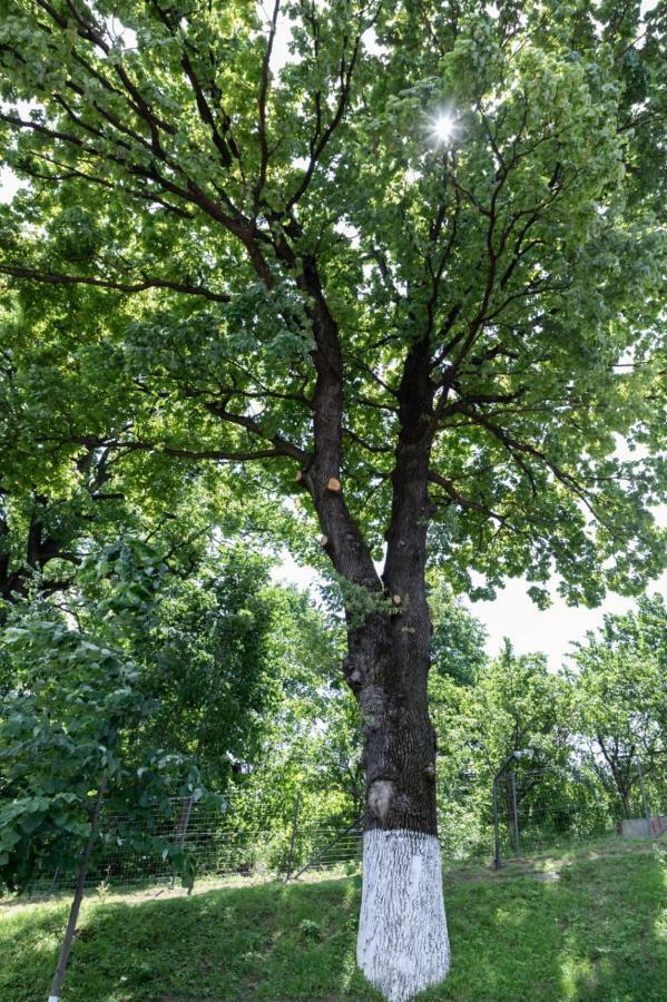 Stejarul Lui Andrei Hotel Izvoarele  Luaran gambar